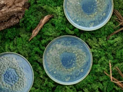 Yuki - Tellerset 8-tlg - Grün-blau